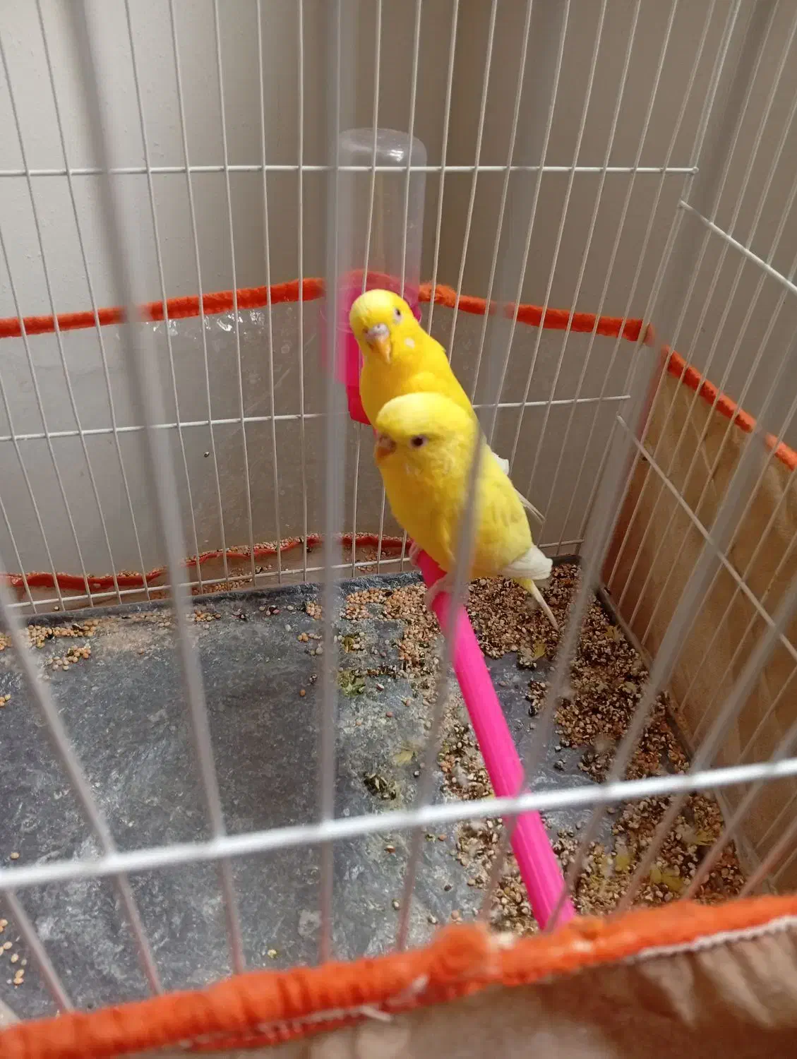 مرغ عشق|پرنده|مشهد, شفا|دیوار