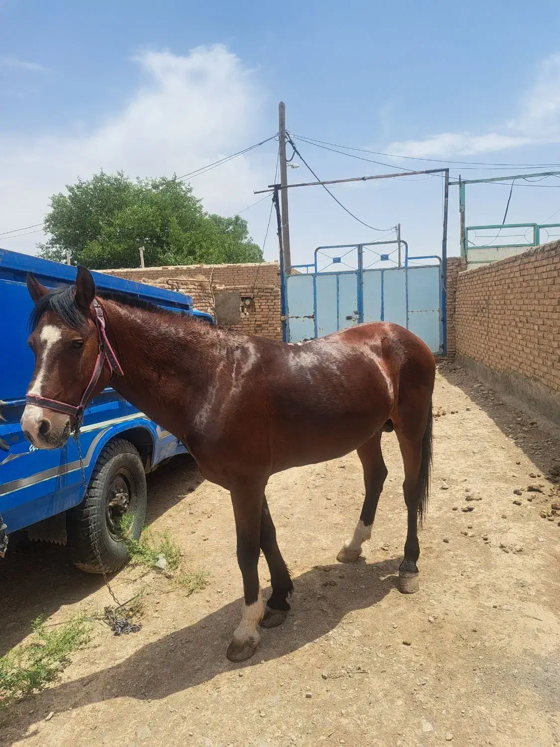 اسب نریون سرحال|اسب و تجهیزات اسبسواری|جوین, |دیوار