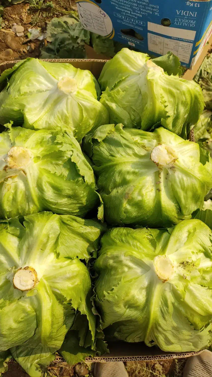 ورامین کاهو|خدمات باغبانی و درختکاری|ورامین, قويينک زهری|دیوار