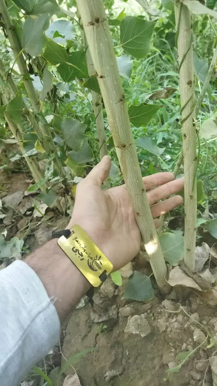 ارائه نهال سپیداراصلاح شده۳ متری فقط۱۵ تومان|خدمات باغبانی و درختکاری|رضوانشهر, |دیوار