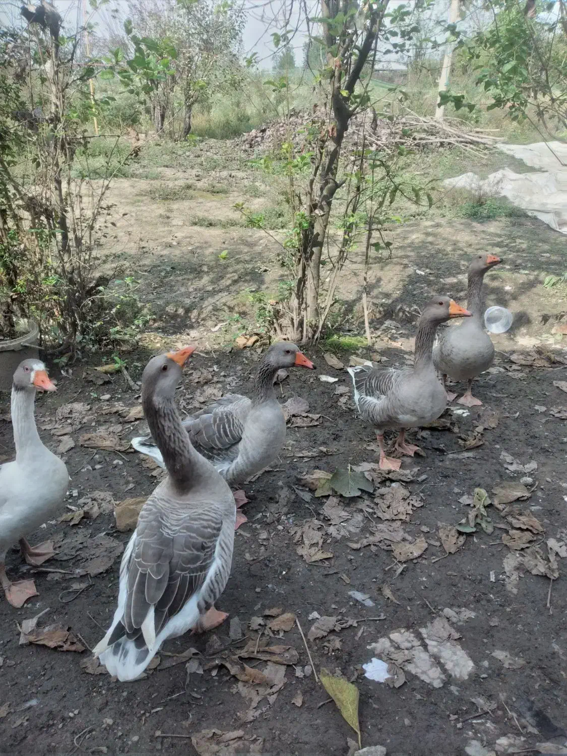 غاز بلاغ|حیوانات مزرعه|فومن, |دیوار