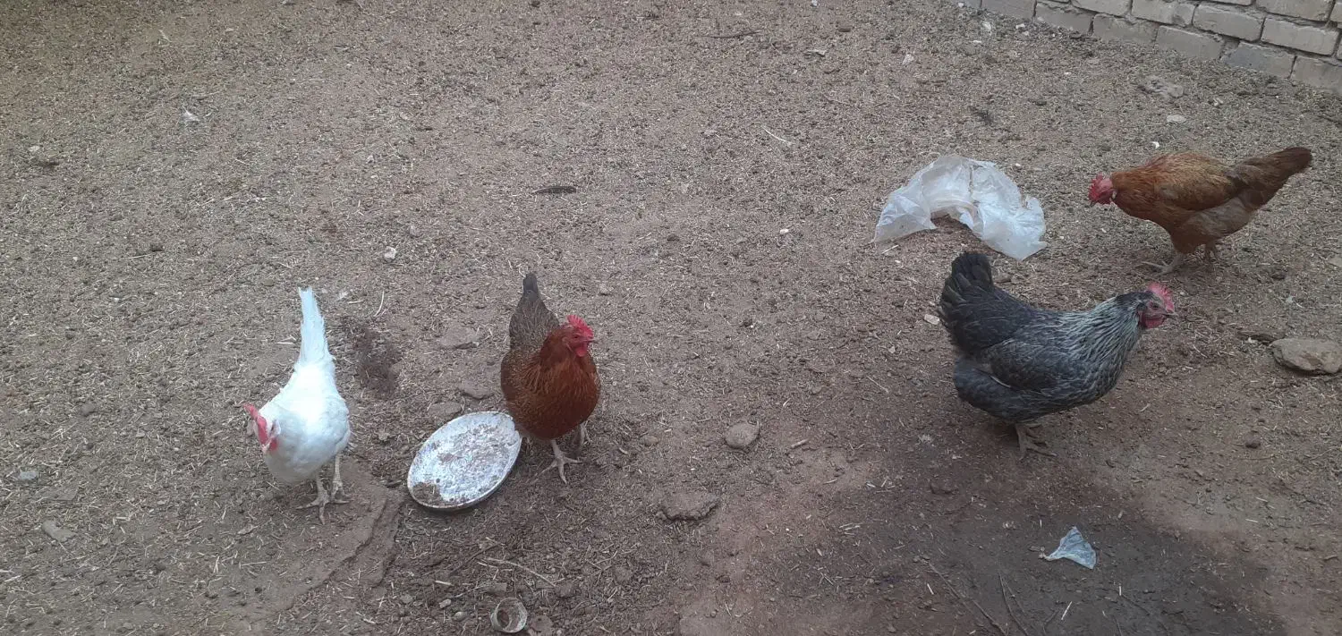 مرغ تخمی و چاغ|حیوانات مزرعه|کاشان, یحیی آباد|دیوار