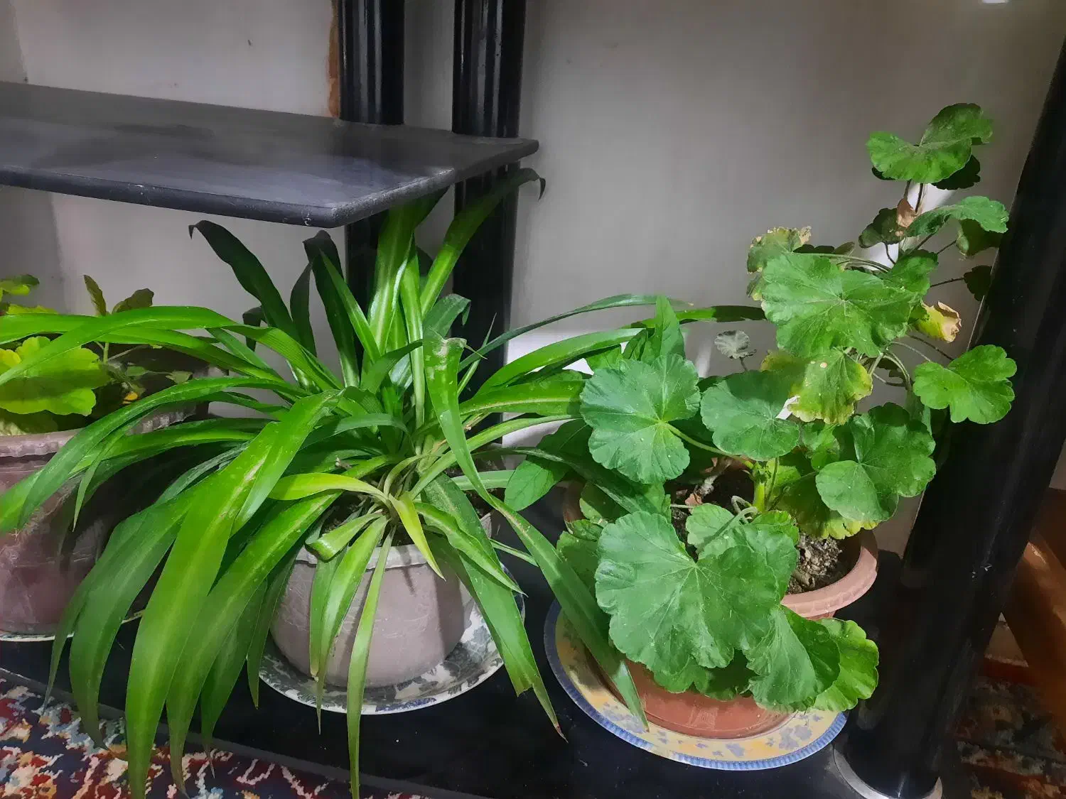 گل طبیعی|گل و گیاه طبیعی|بروجرد, |دیوار