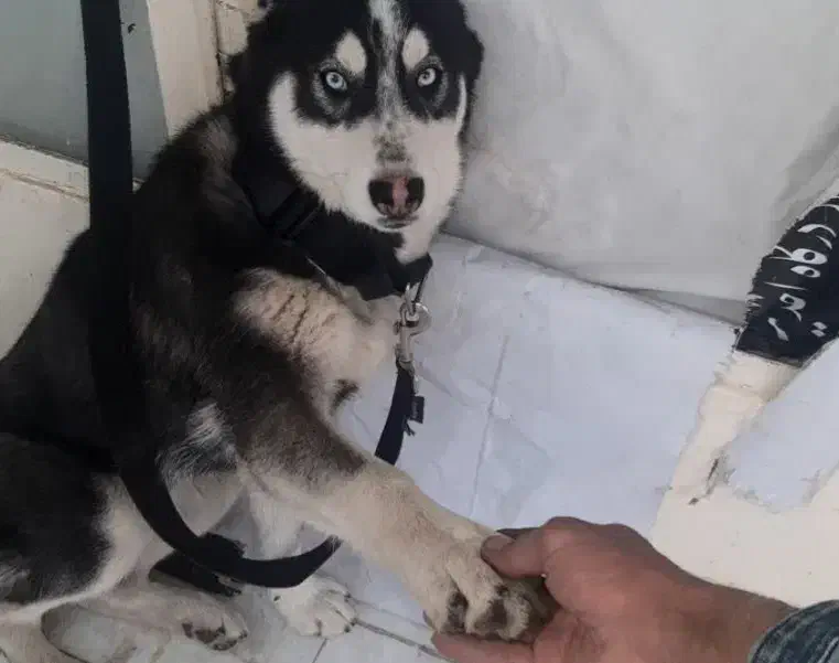 سگ هاسکی|سگ|برخوار, |دیوار