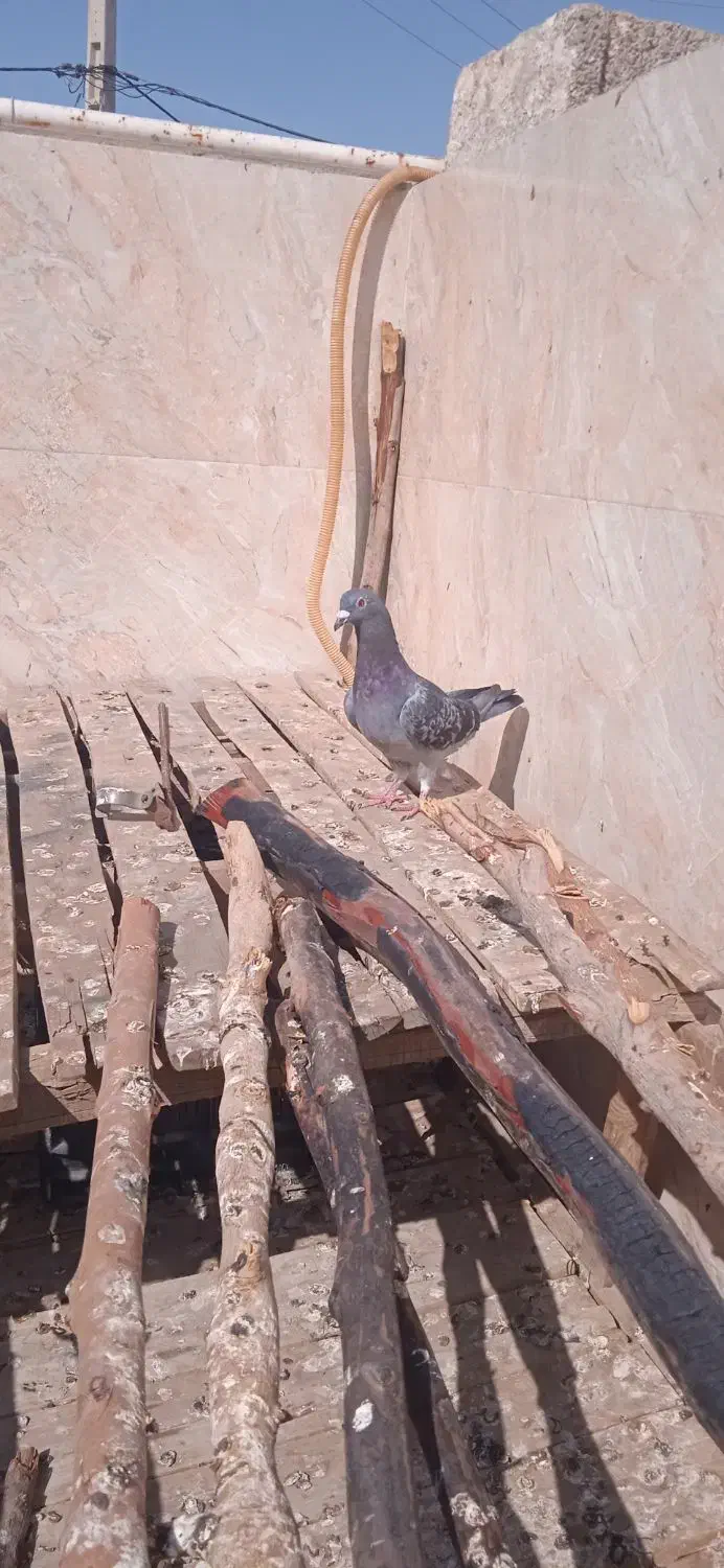 کبوتر|پرنده|مسجد سلیمان, |دیوار
