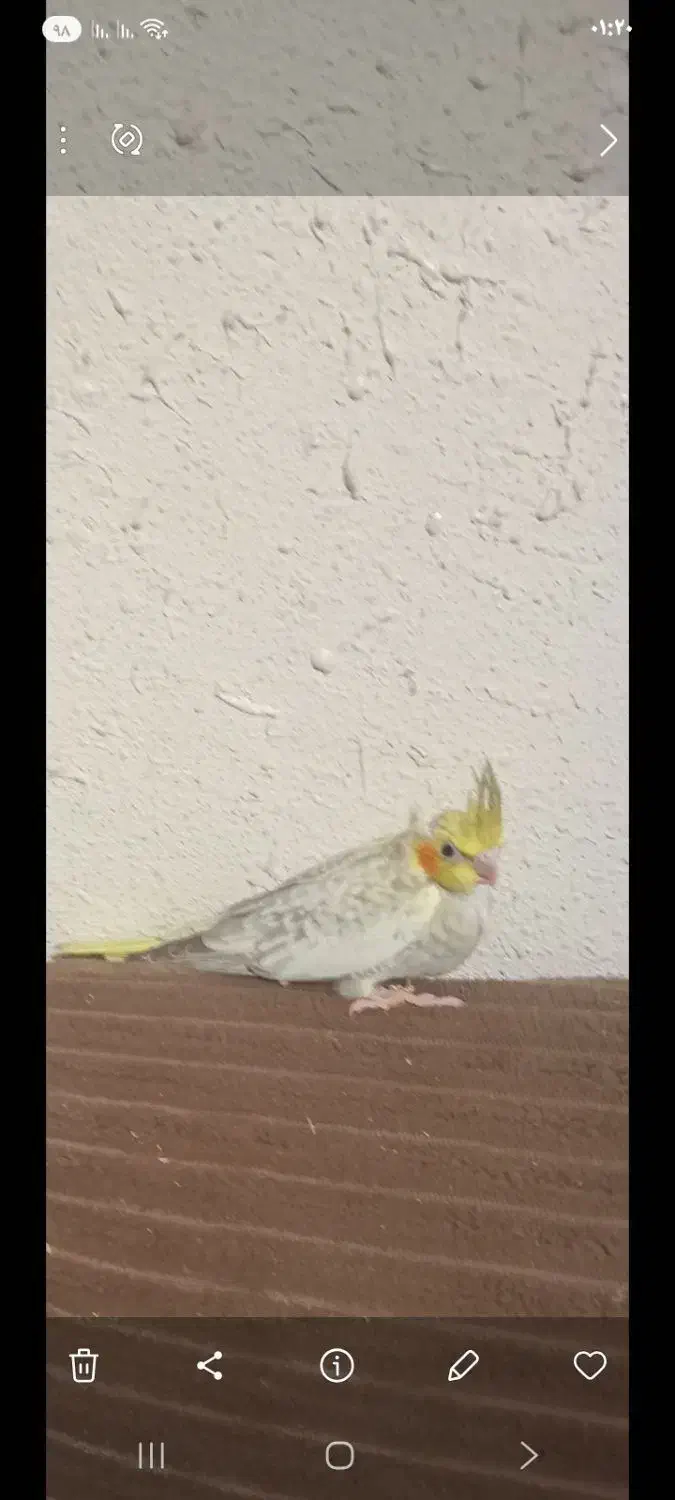 جوجه عروس|پرنده|کرمان, |دیوار