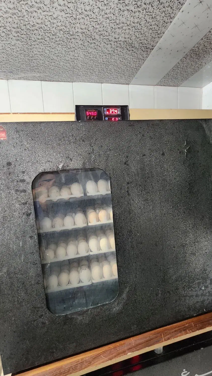 دستگاه ۴۲۰ تایی سیمرغ سالم|عمدهفروشی|گتاب, |دیوار