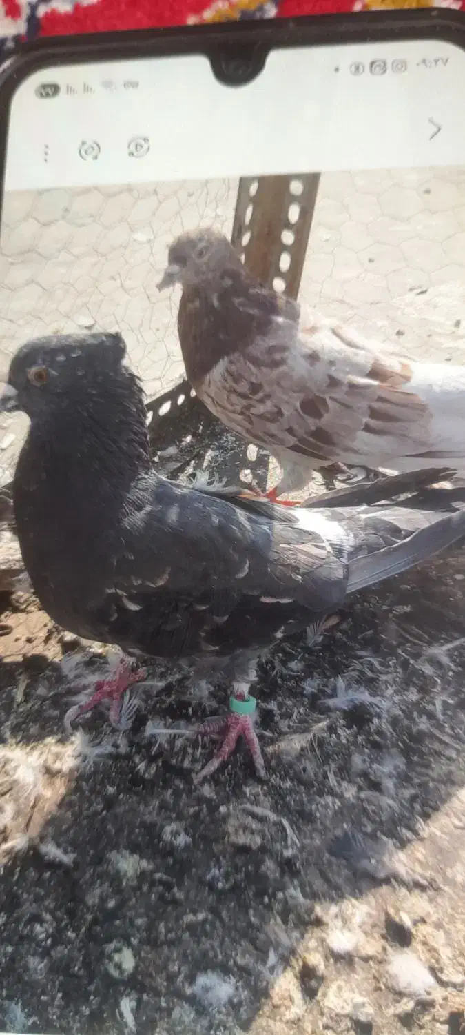 سه طوق سرور|پرنده|تهران, بهمن یار|دیوار