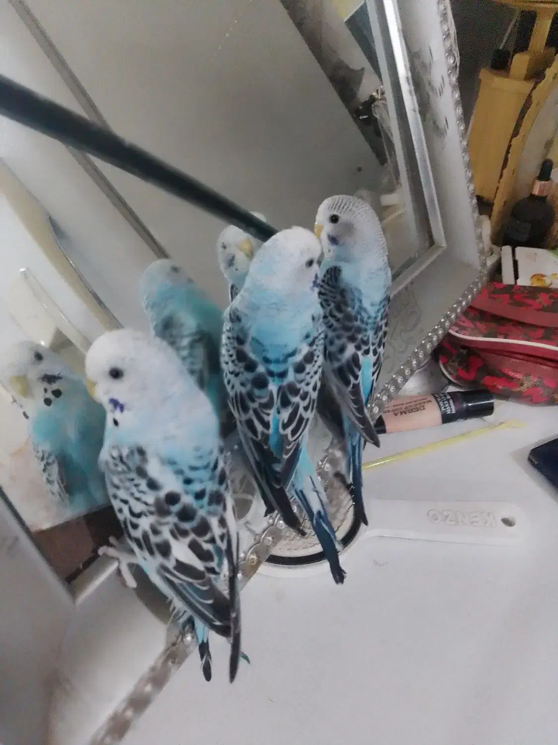 مرغ عشق هلندی|پرنده|خوی, |دیوار