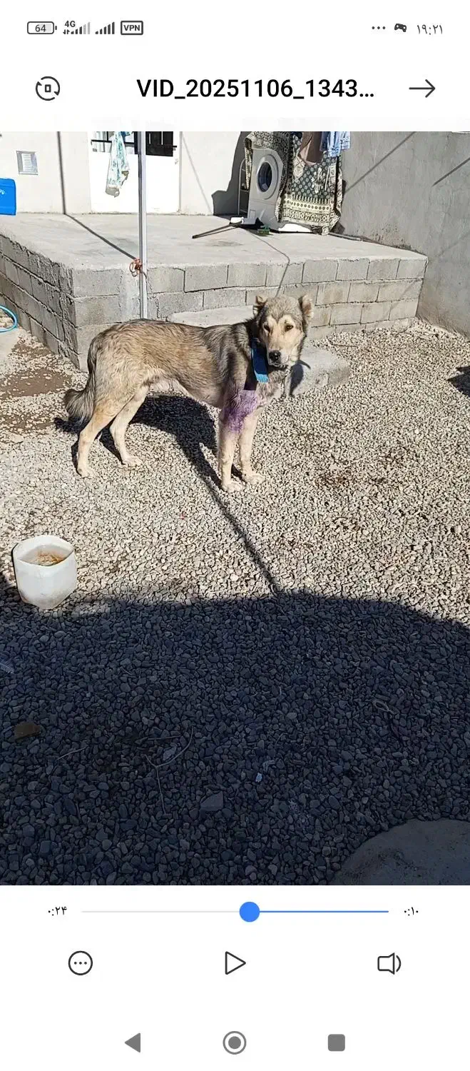 سگ گله و نگهبان چهارده ماهه|سگ|کشاورز, |دیوار