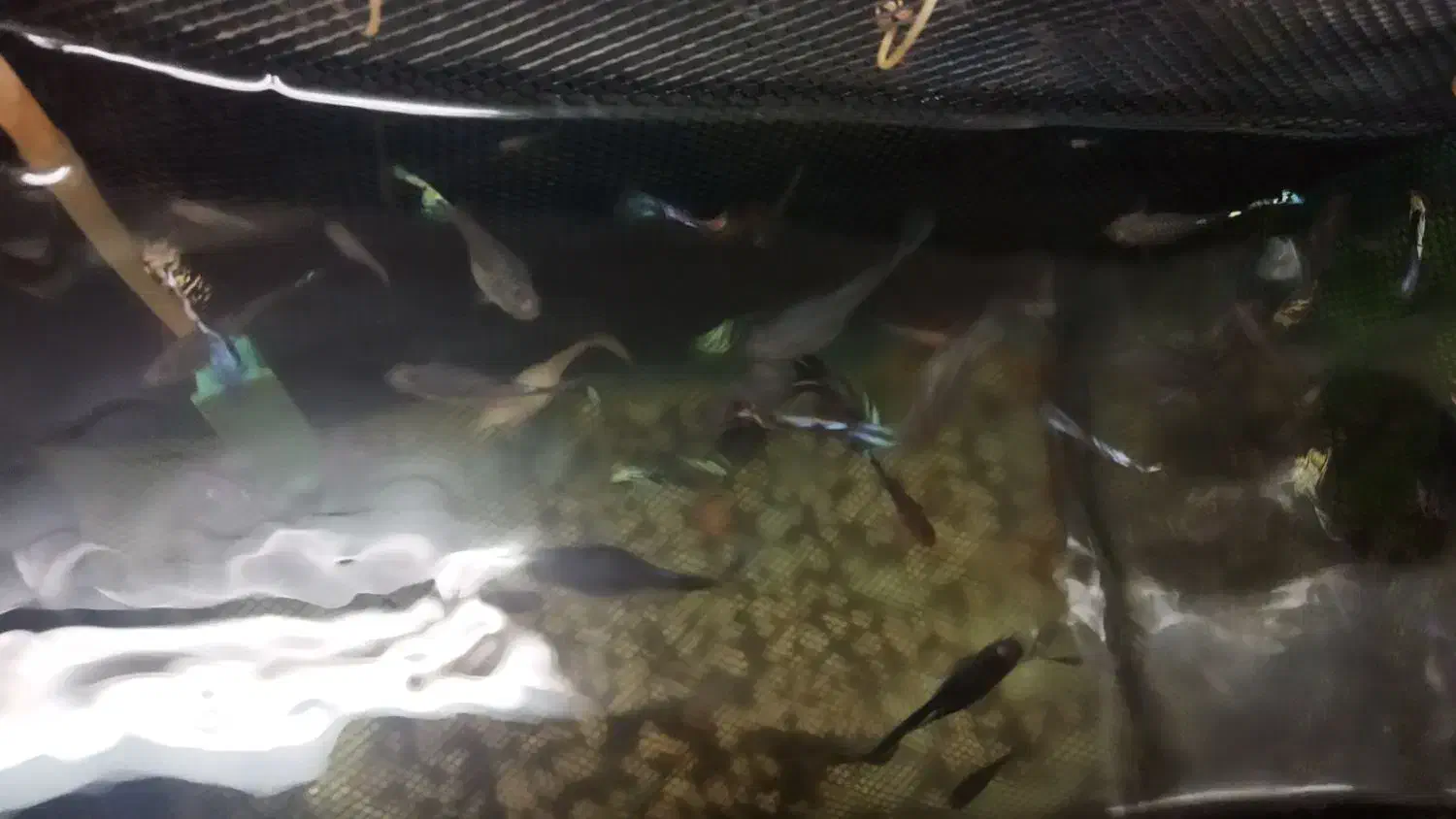 تعداد 30تا گوپی سنگاپوری مولدوشکم پر|ماهی|بروجرد, |دیوار