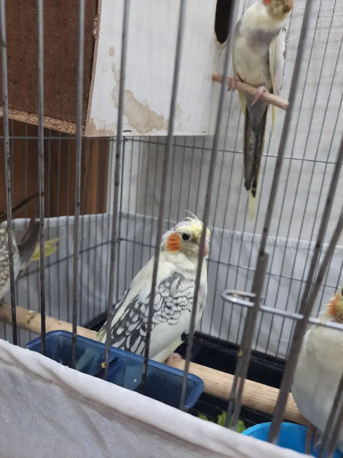 عروس هلندی|پرنده|کهریزک, |دیوار