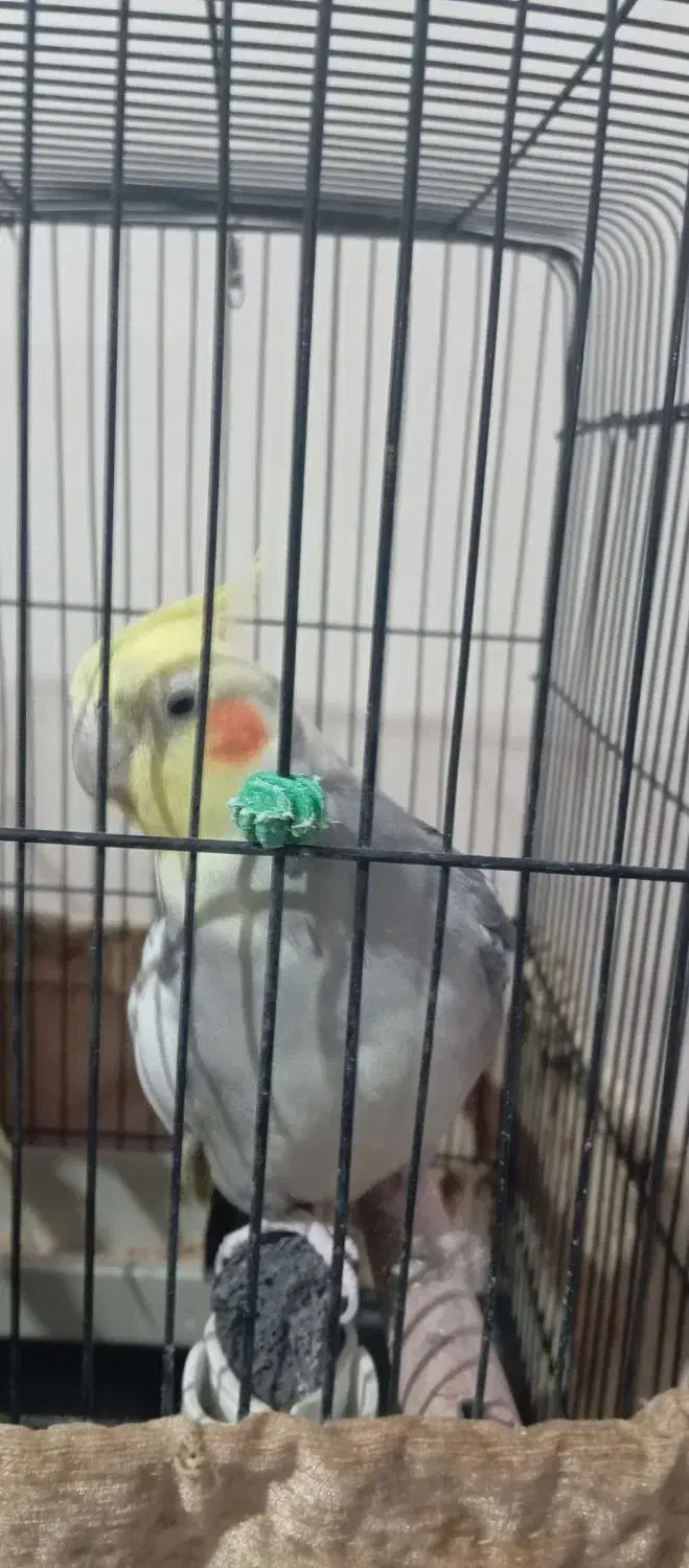 عروس هلندی سخنگو|پرنده|پرند, فاز ۵|دیوار