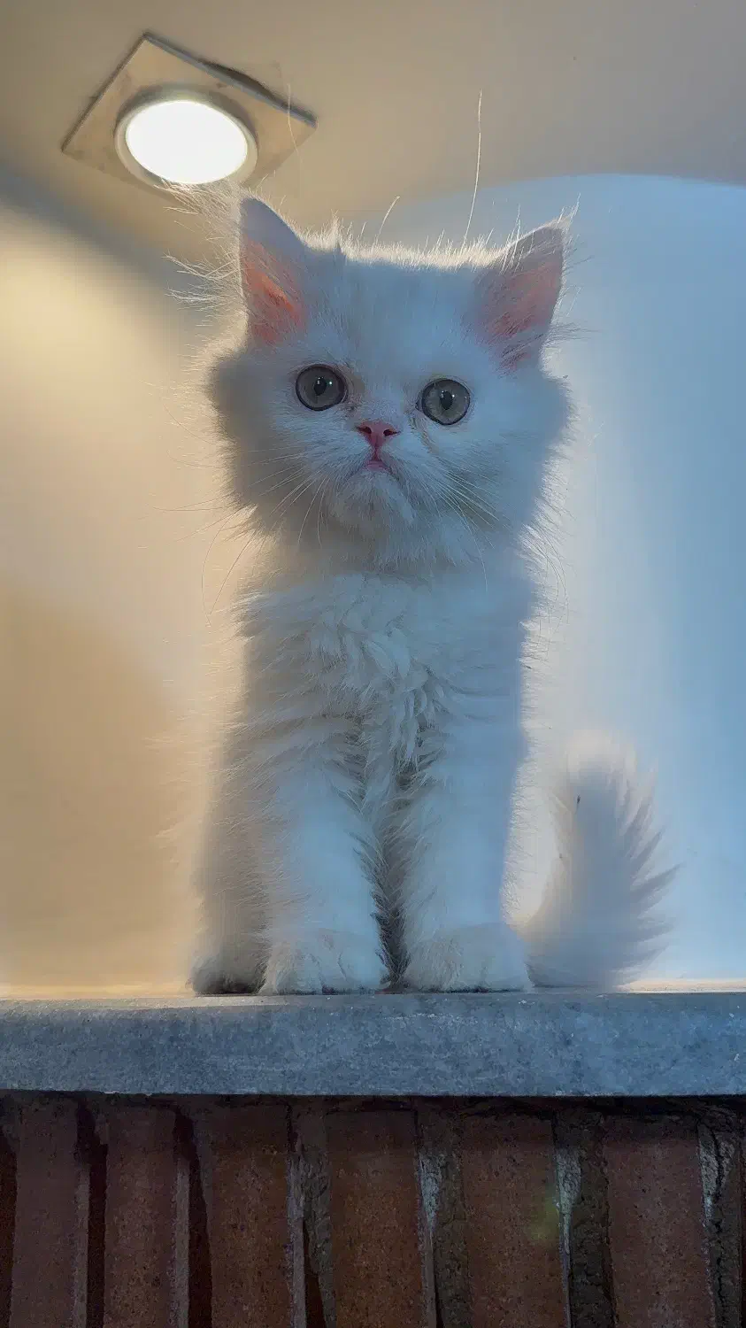 بریتیش لانگ هیر|گربه|تهران, پونک|دیوار