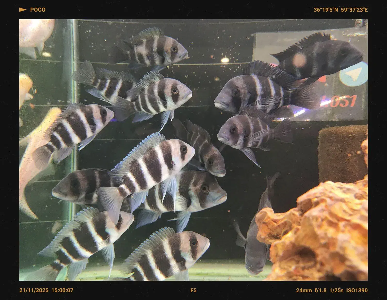 فرانتوزا فرانتوسا|ماهی|مشهد, فاطمیه|دیوار