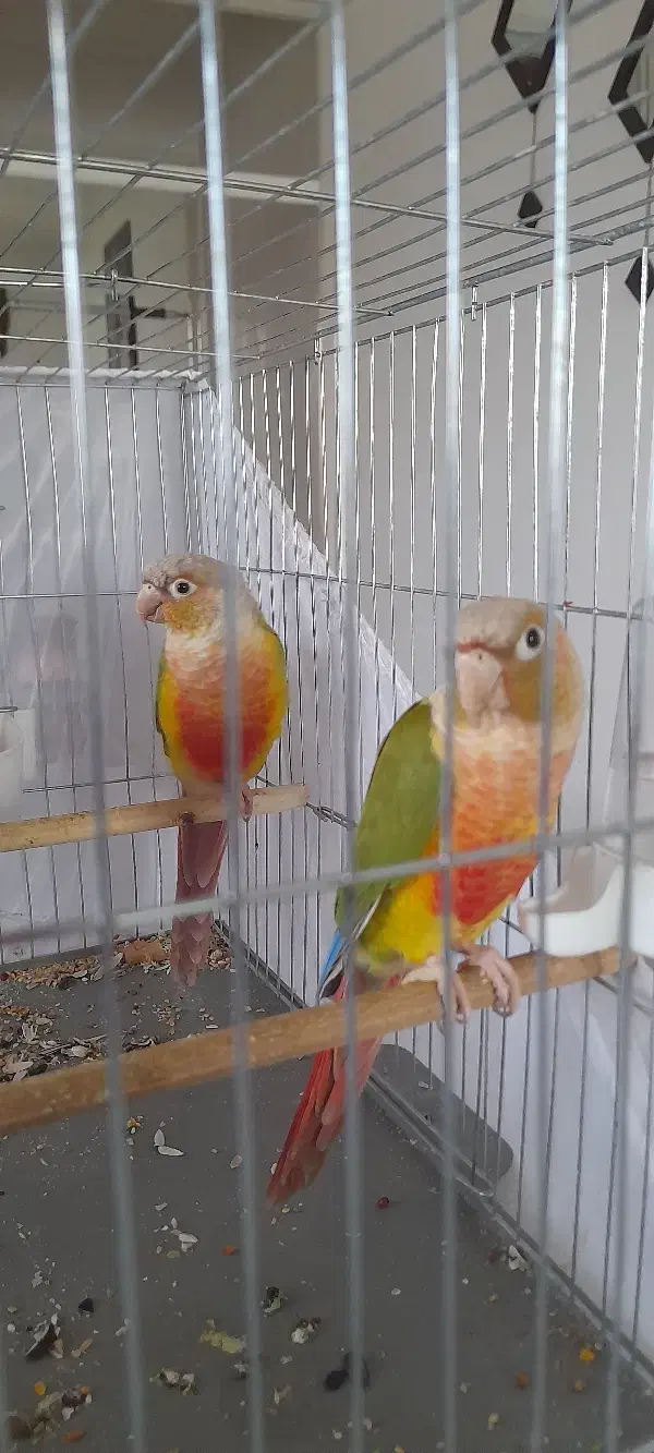 طوطی گرینچیک مولد|پرنده|ابهر, |دیوار