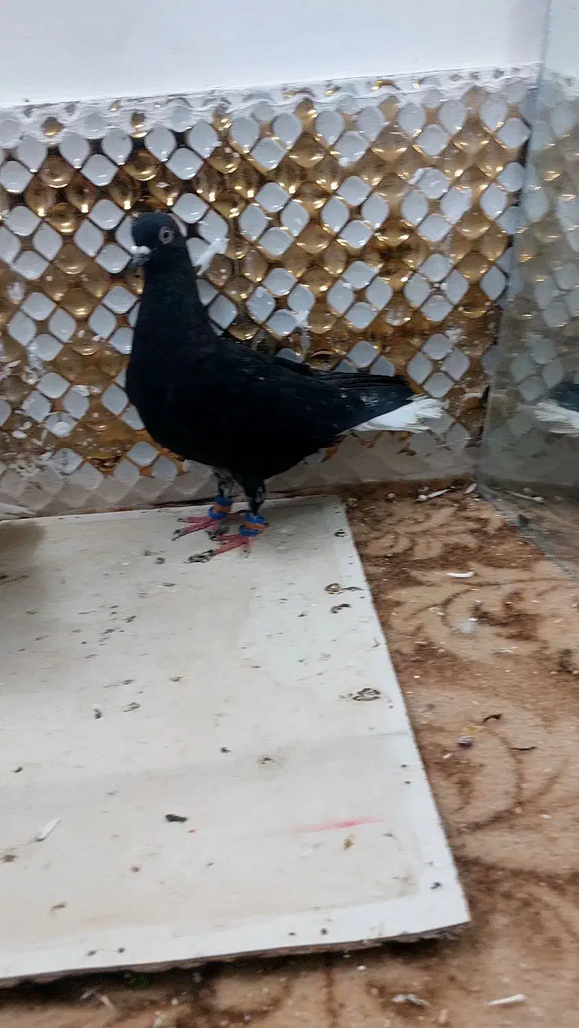 کبوتردم سفید|پرنده|مشهد, انصار|دیوار