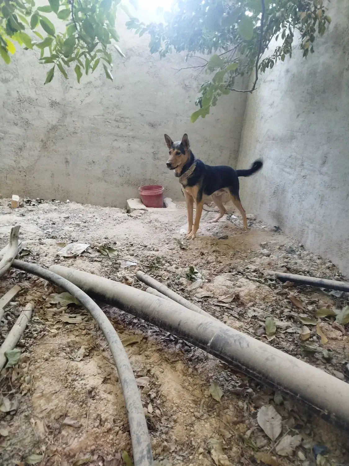 سگ فروشی|سگ|شیراز, بید زرد|دیوار