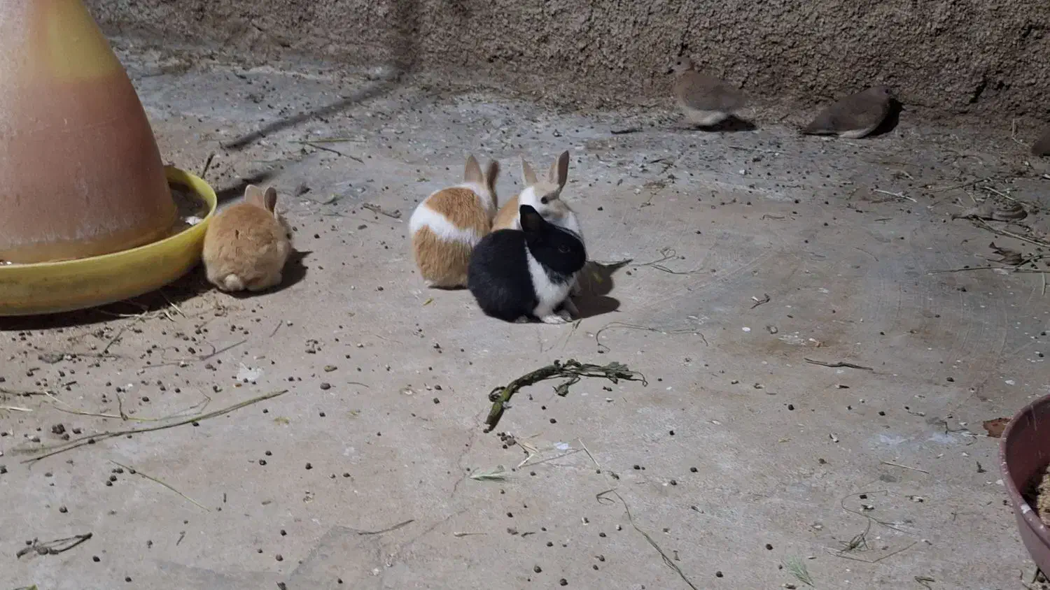 فروش خرگوش|موش و خرگوش|دوگنبدان, |دیوار