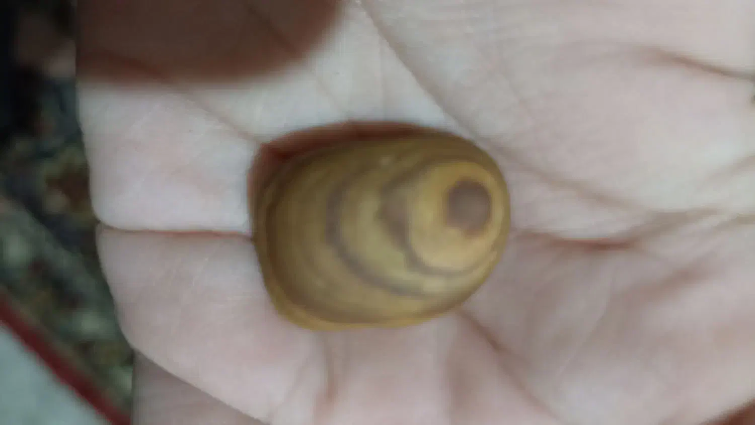 فروشی|کلکسیون اشیاء عتیقه|گنبد کاووس, |دیوار