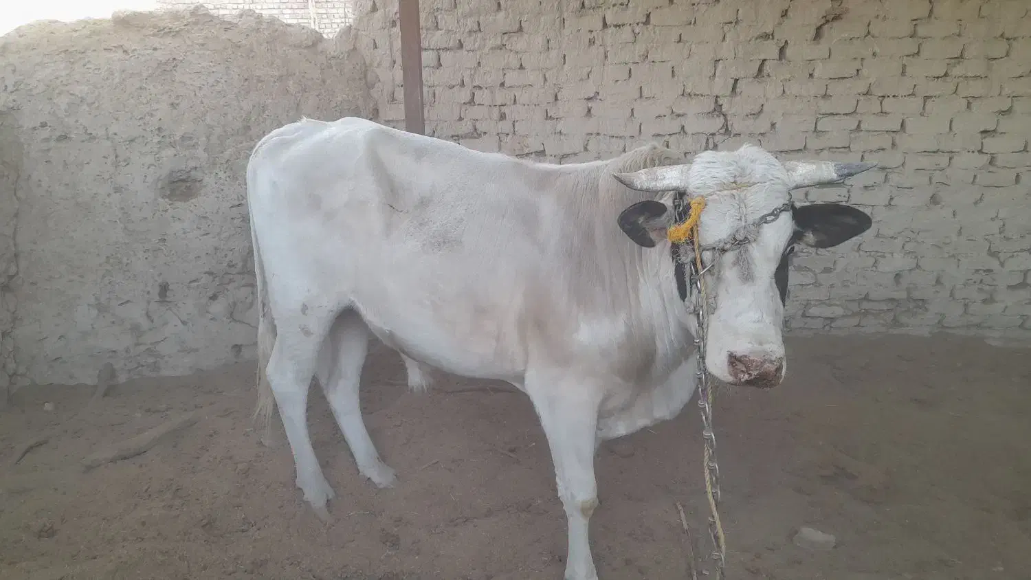 گاو نر (نوچ )و گستر (گوساله ماده)بفروش میرسد|حیوانات مزرعه|کرباسک, |دیوار