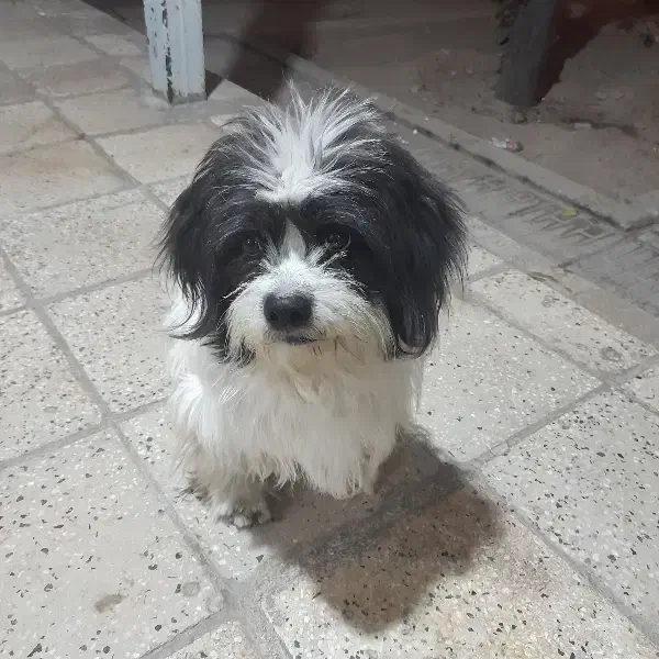 سگ گمشده|حیوانات|گیلان غرب, |دیوار