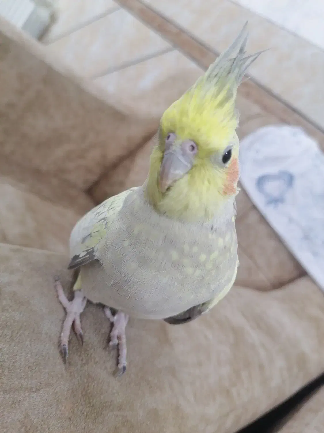 عروس هولندی|پرنده|نجفآباد, شیخ آباد|دیوار