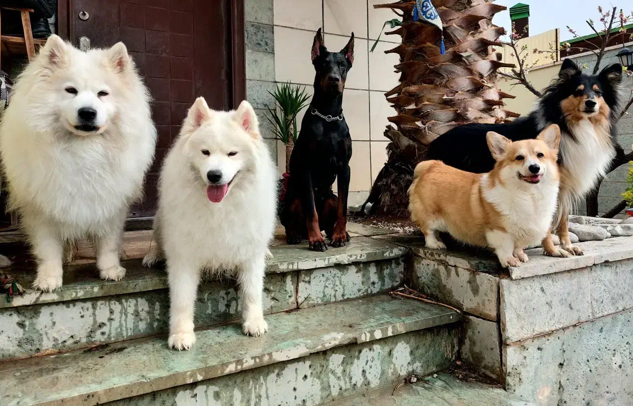 پانسیون و آموزش|خدمات آموزشی|پرند, فاز ۲|دیوار