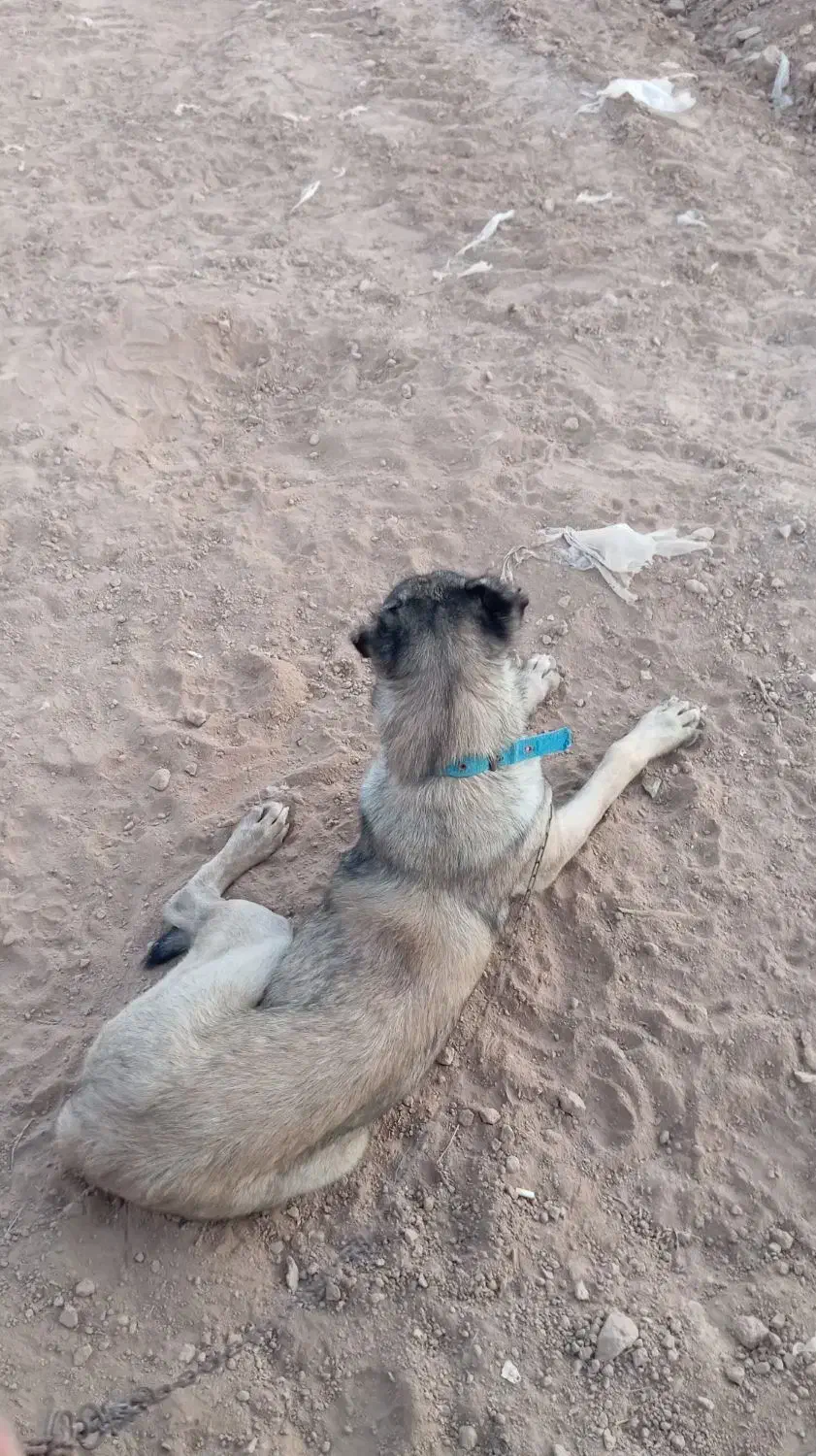 10000|سگ|ماهنشان, |دیوار