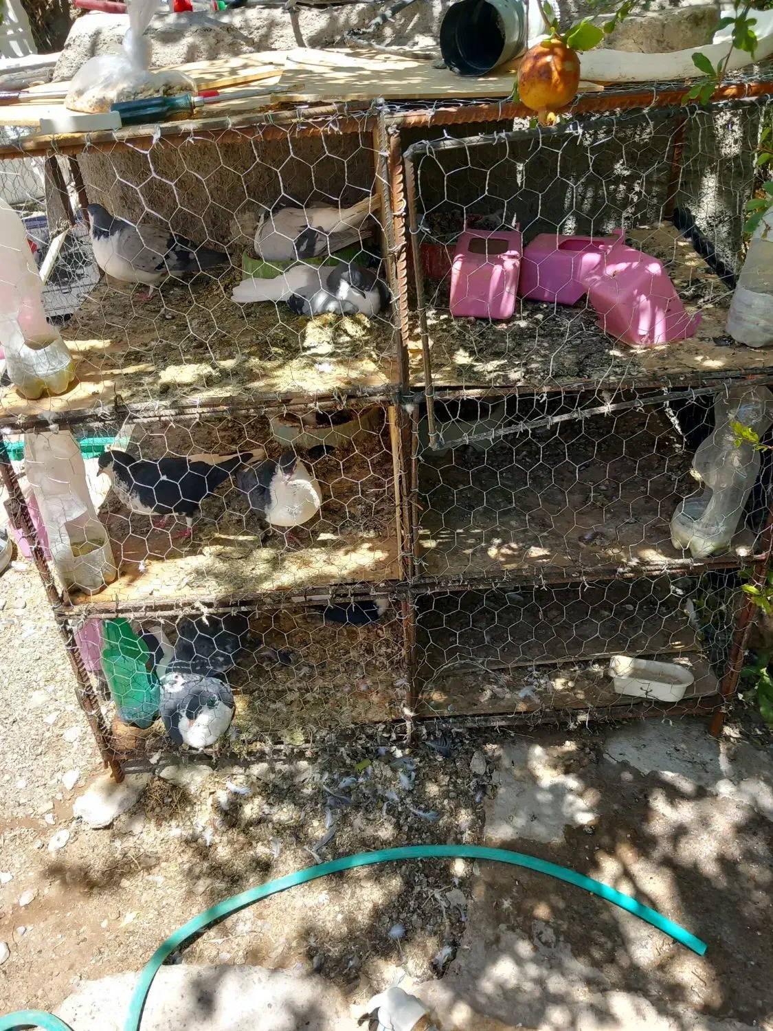 چفت طوری معاوضه|لوازم جانبی حیوانات|زرند, |دیوار