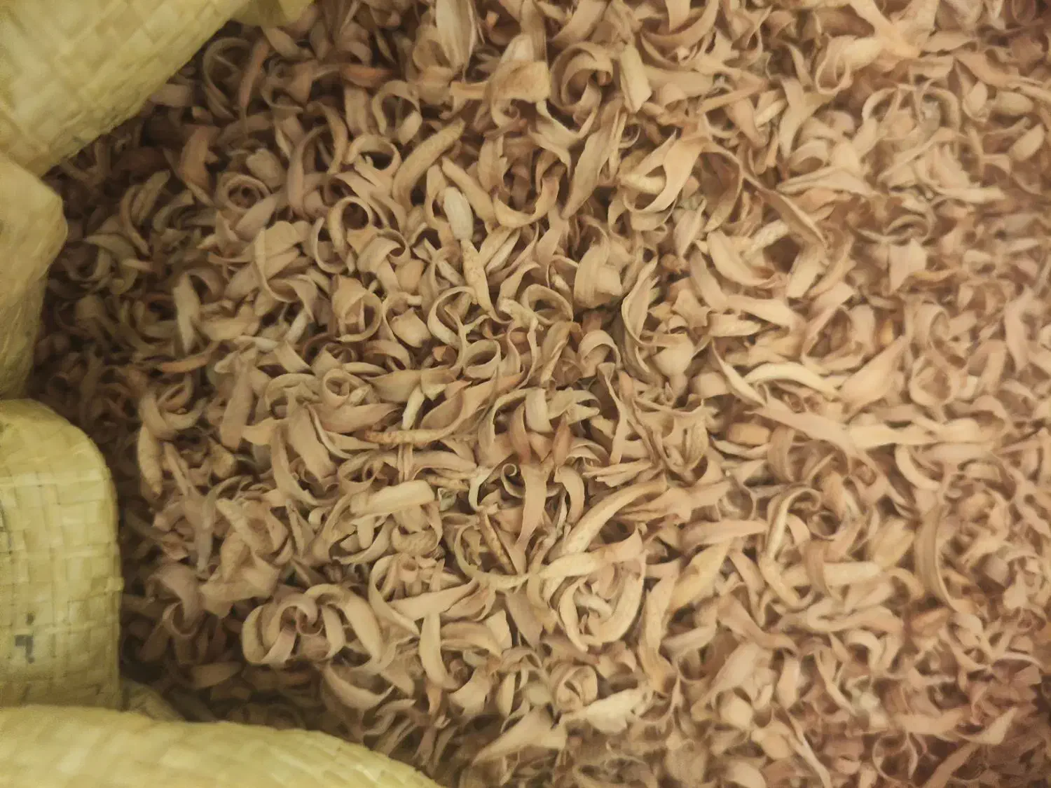 گل بهارنارنج|گل و گیاه طبیعی|نورآباد ممسنی, |دیوار