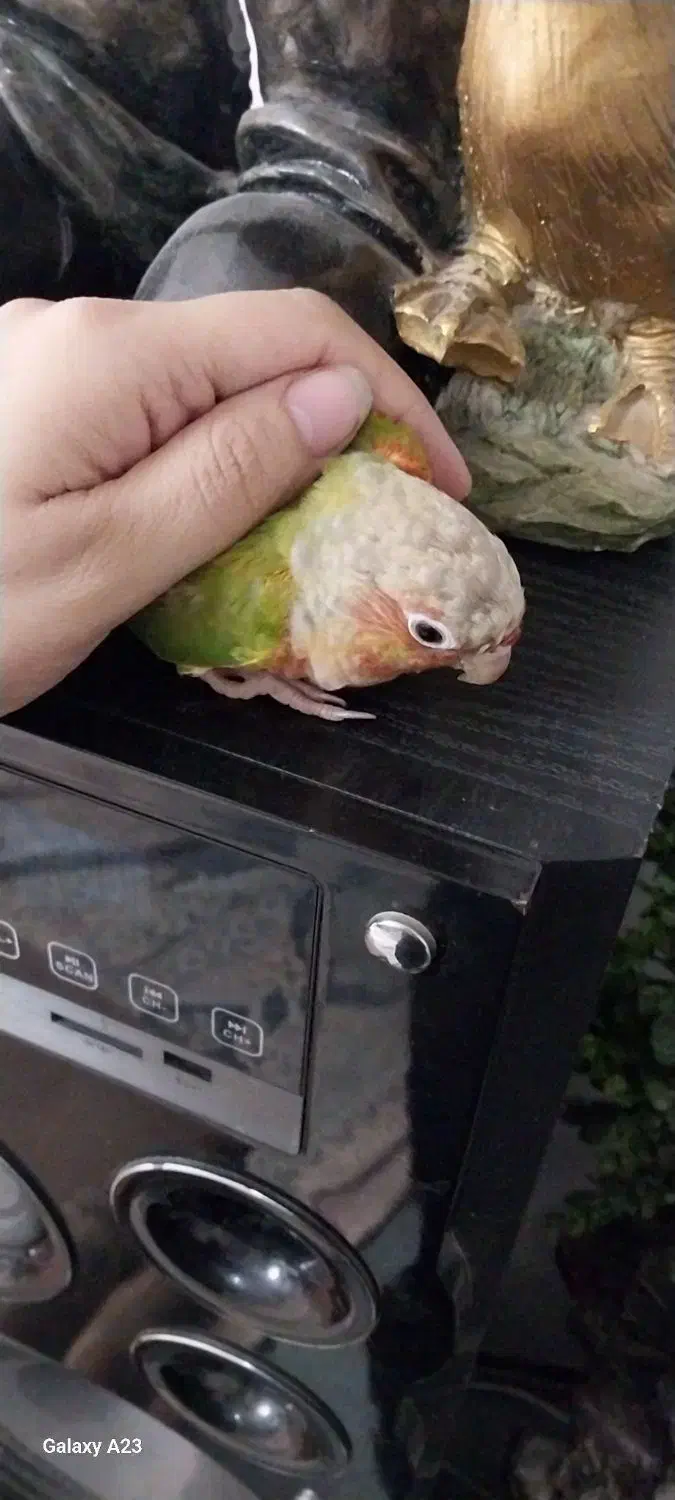 طوطی گرینچیک|پرنده|احمدآبادمستوفی, |دیوار