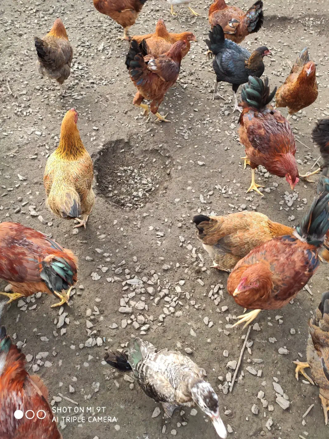 فروش مرغ و خروس درشت سالم و ارگانیک|حیوانات مزرعه|لنگرود, |دیوار