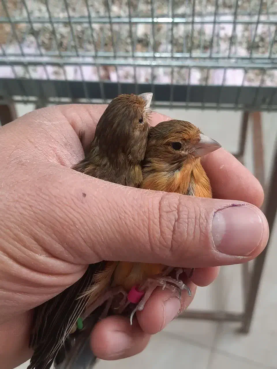 بنام خدا فروش چند عدد قناری سوخته اکات موزائیکی|پرنده|اصفهان, مولوی|دیوار