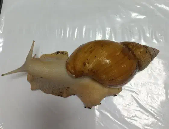 حلزون زنده بالغ|خزنده|پاکدشت, پاکدشت (مامازند)|دیوار