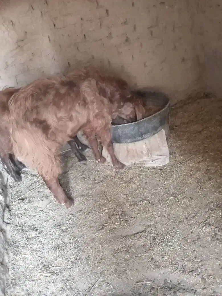 بز مری نر فروشی|حیوانات مزرعه|هیرمند, |دیوار