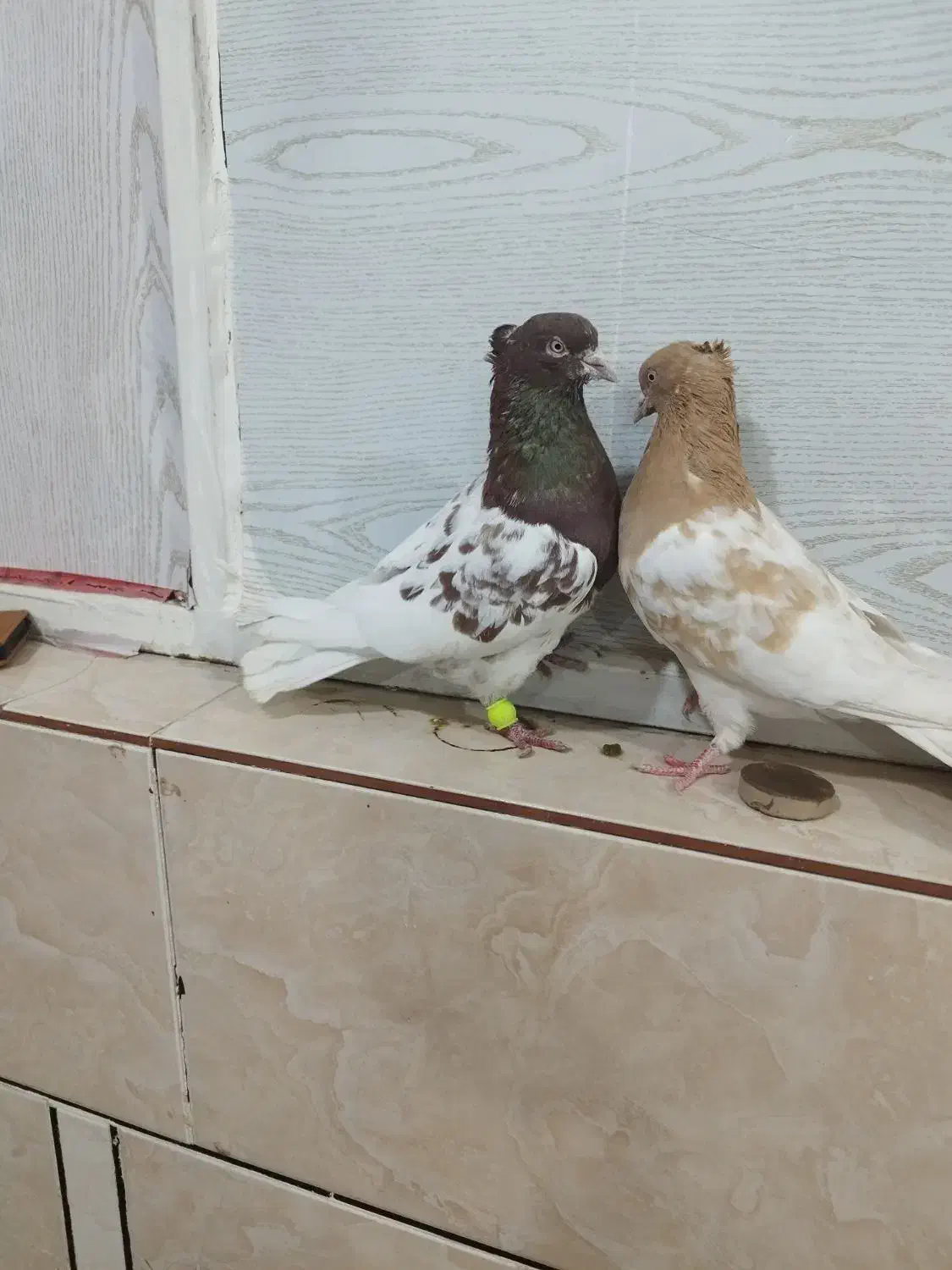 کله ای|پرنده|اهواز, شهرک رزمندگان|دیوار