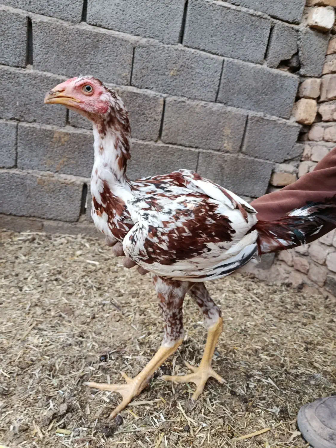 جوجه لاری|حیوانات مزرعه|تربت جام, میان جام|دیوار