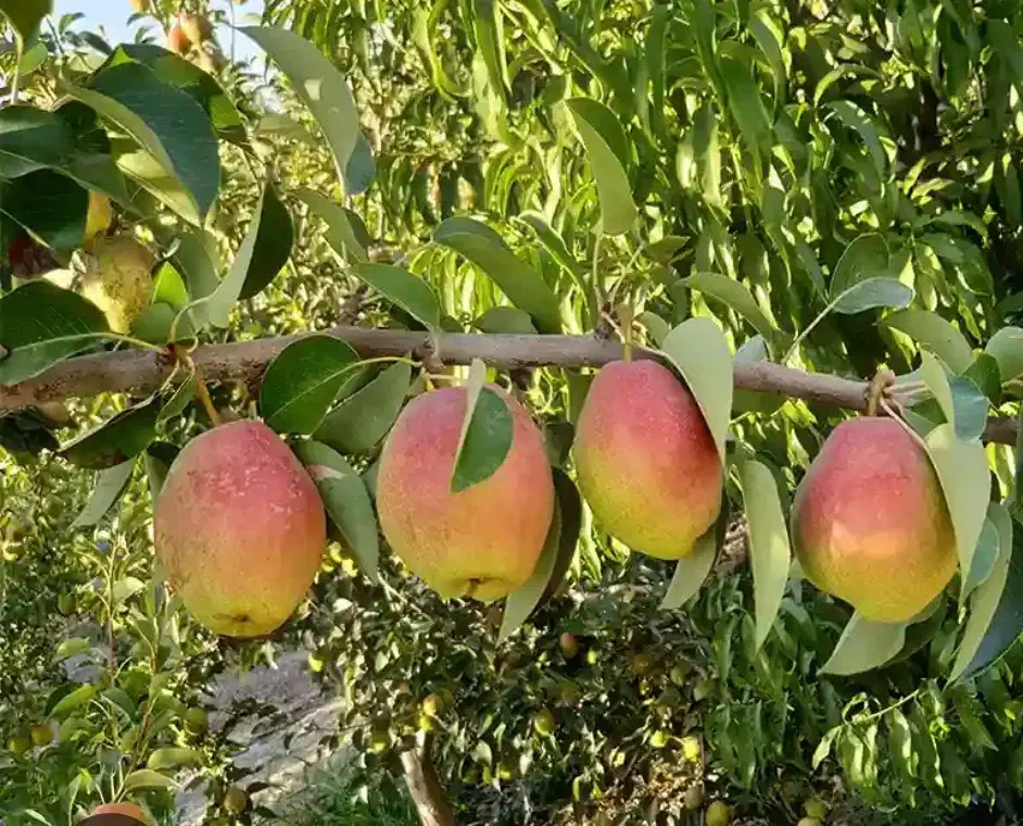 ۴۰هکتارزمین وباغ میوه|فروش دفتر صنعتی، کشاورزی، تجاری|اسفرورین, |دیوار
