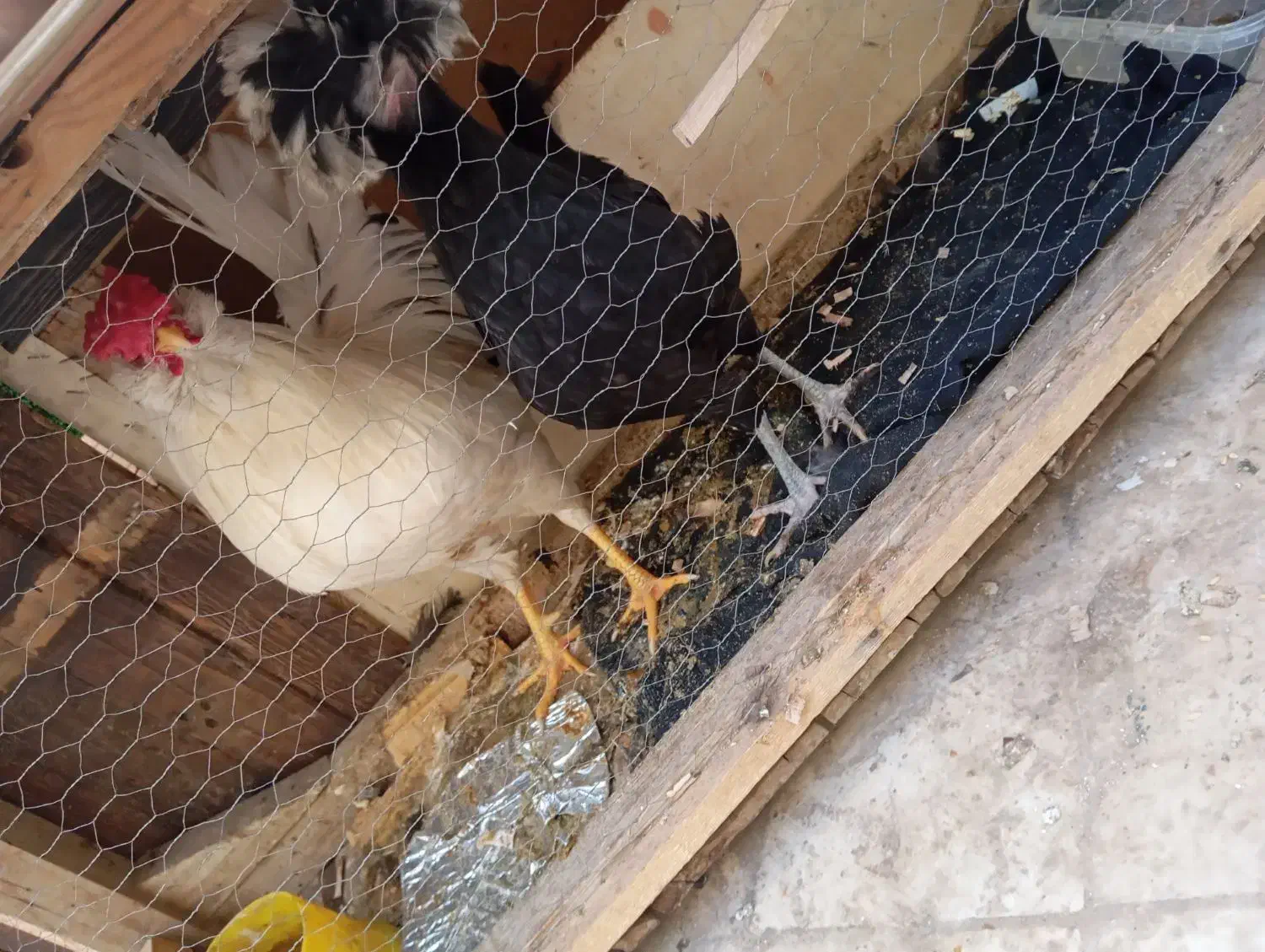 مرغ و خروس|حیوانات مزرعه|قم, سرحوض|دیوار