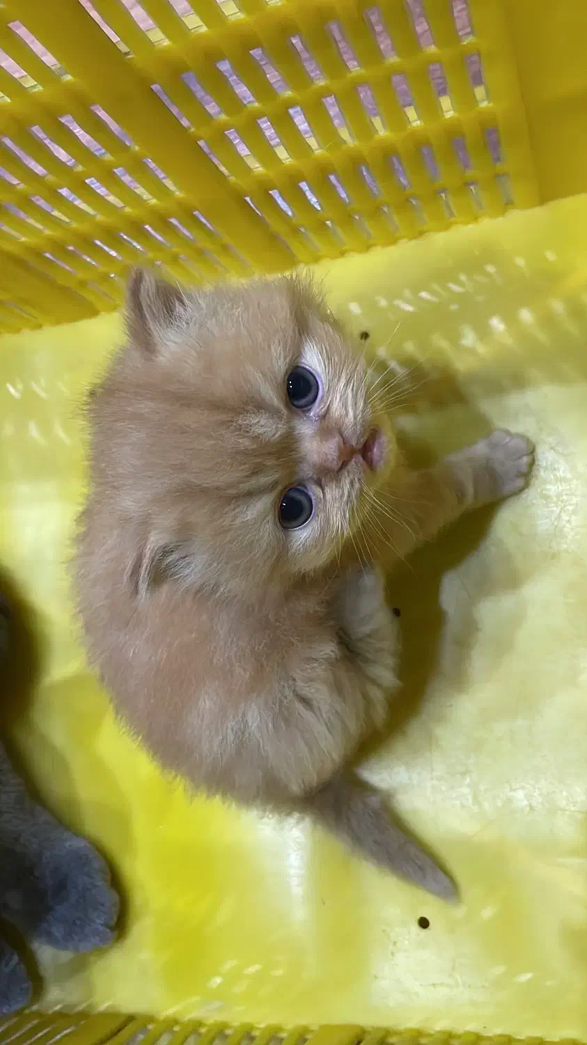 پرشین سوپر فلت نر|گربه|قزوین, |دیوار