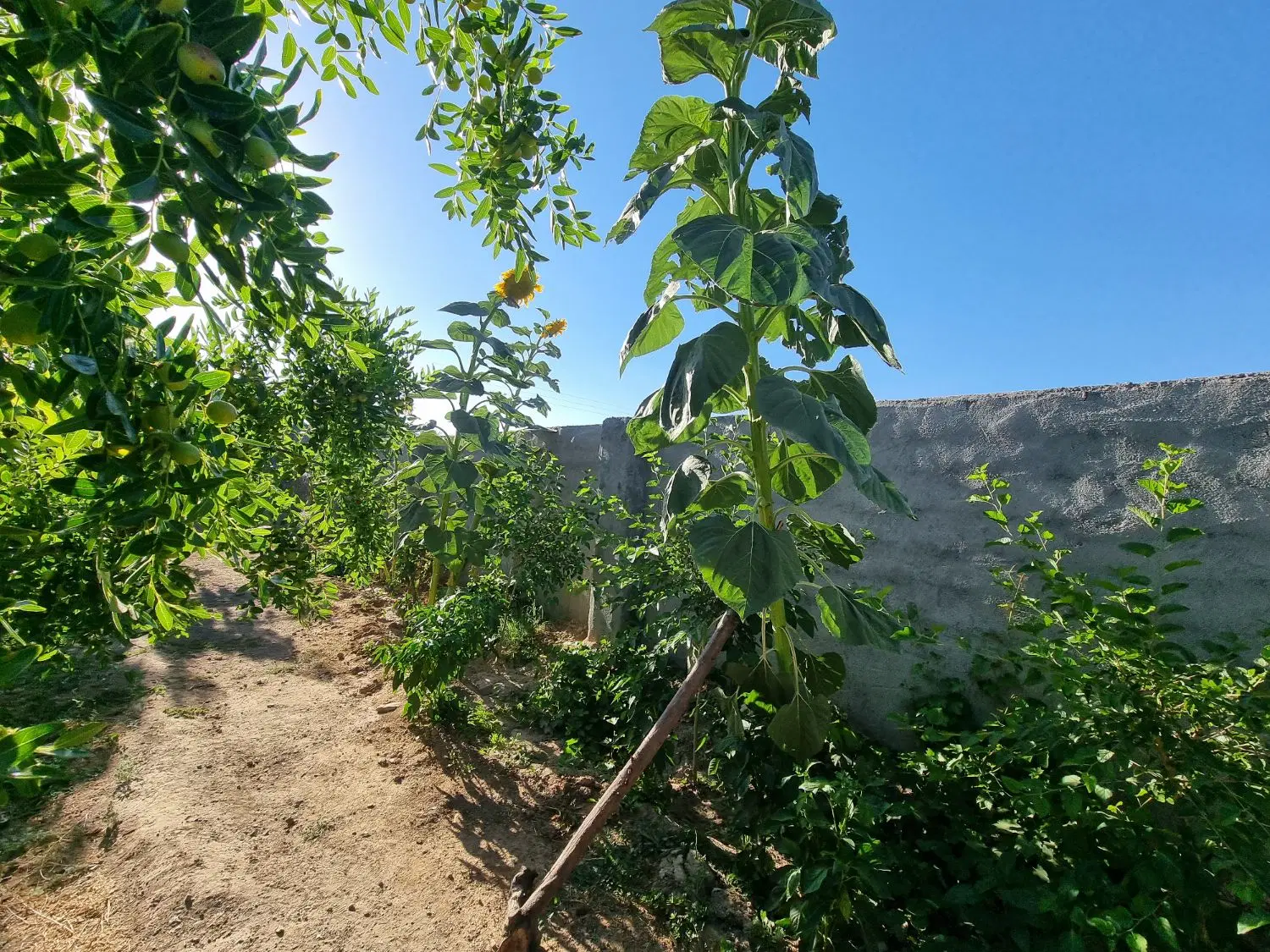 تصویر 10