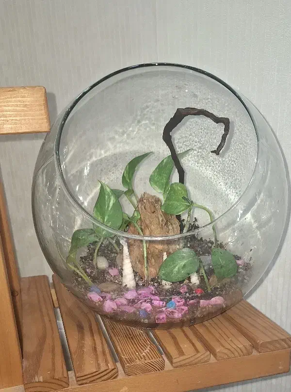 تراریوم بسیار زیبا|گل و گیاه طبیعی|بندر ماهشهر, |دیوار