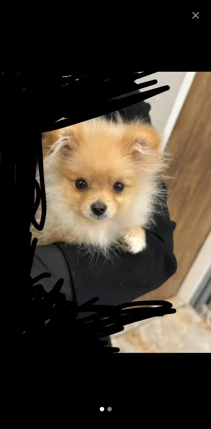 پامر اصل|سگ|بافق, |دیوار