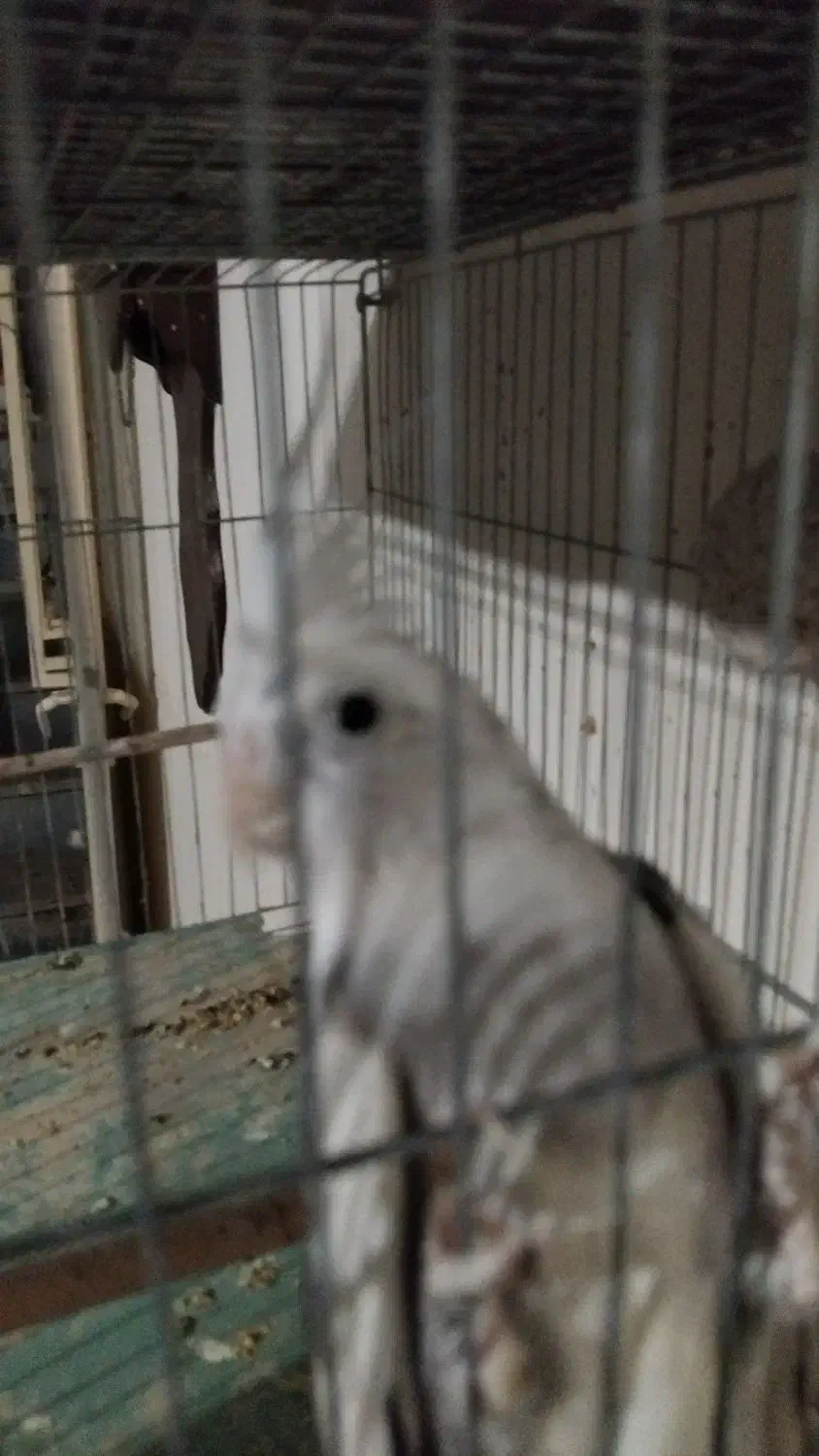 عروس نر وایت فیس|پرنده|ساوه, |دیوار