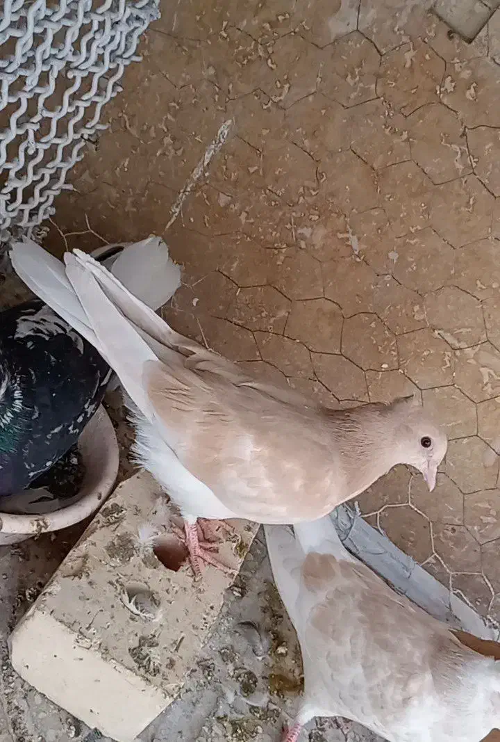 کفترکبوتردم سفیدکلاغ طوقی کاکلی|پرنده|تربت‌حیدریه, داروپخش|دیوار