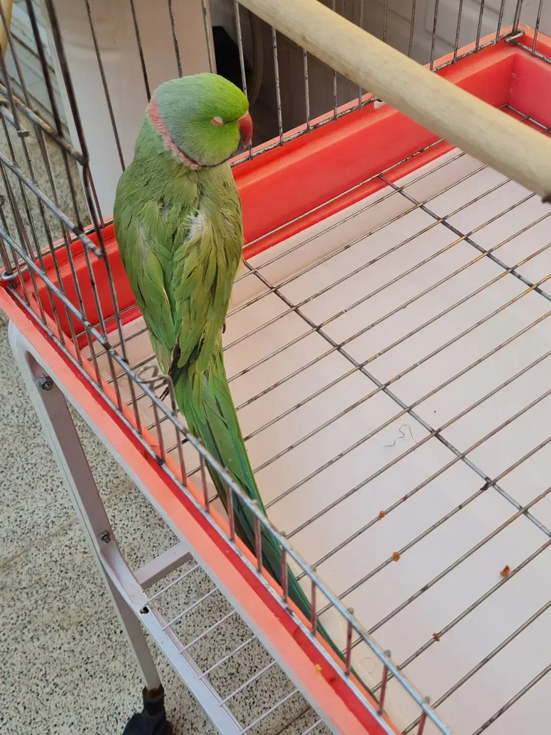 طوطی ملنگو نر|پرنده|شریف‌آباد, |دیوار