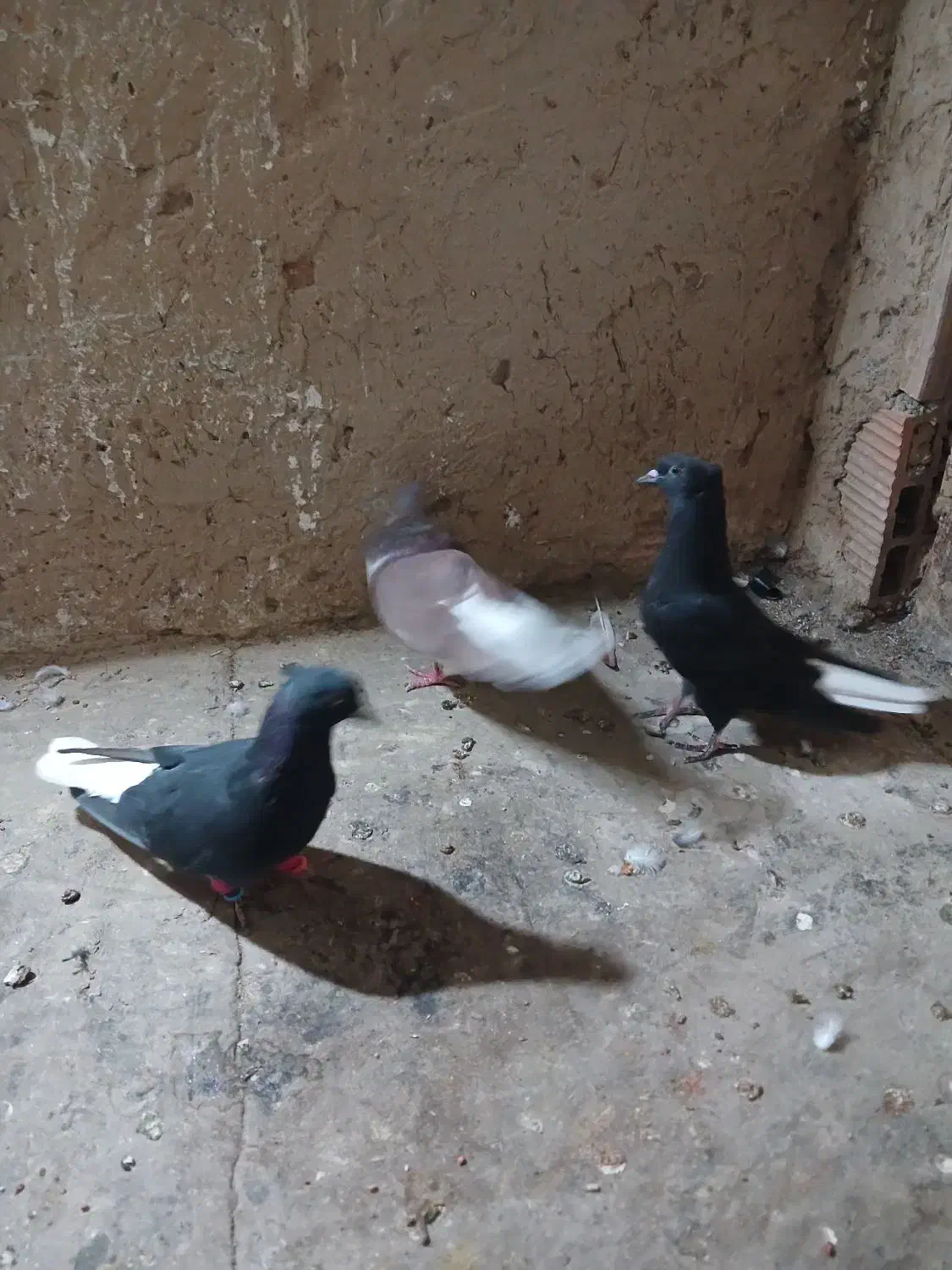 کبوترپرشی|پرنده|شیروان (خراسان), |دیوار