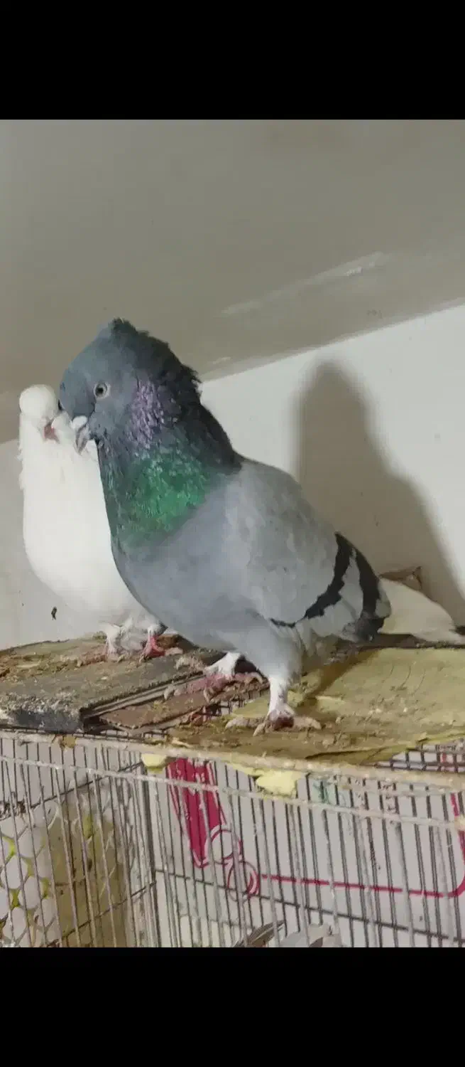 کبوتر گم شده|حیوانات|سمنان, |دیوار