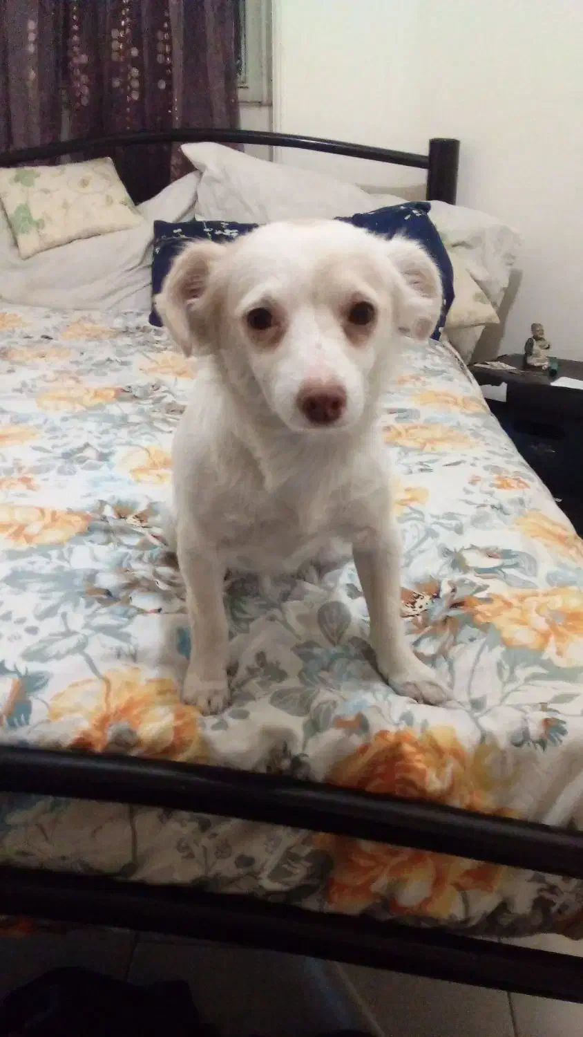 واگذاری یک قلاده اشپیتز|سگ|تهران, منیریه|دیوار